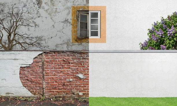 Best Black Mold Removal  in Lake Forest, IL